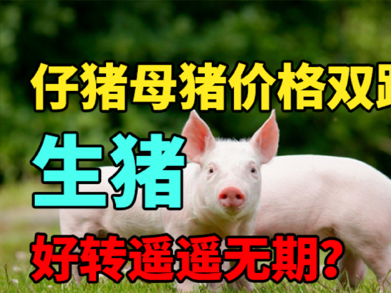 中粮期货：仔猪母猪价格双跌，生猪好转遥遥无期？